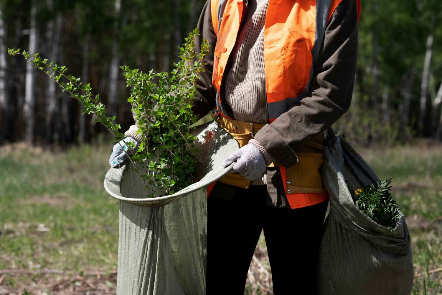 The Steps Involved in Our Tree Care Process in Mountain Lake, MN